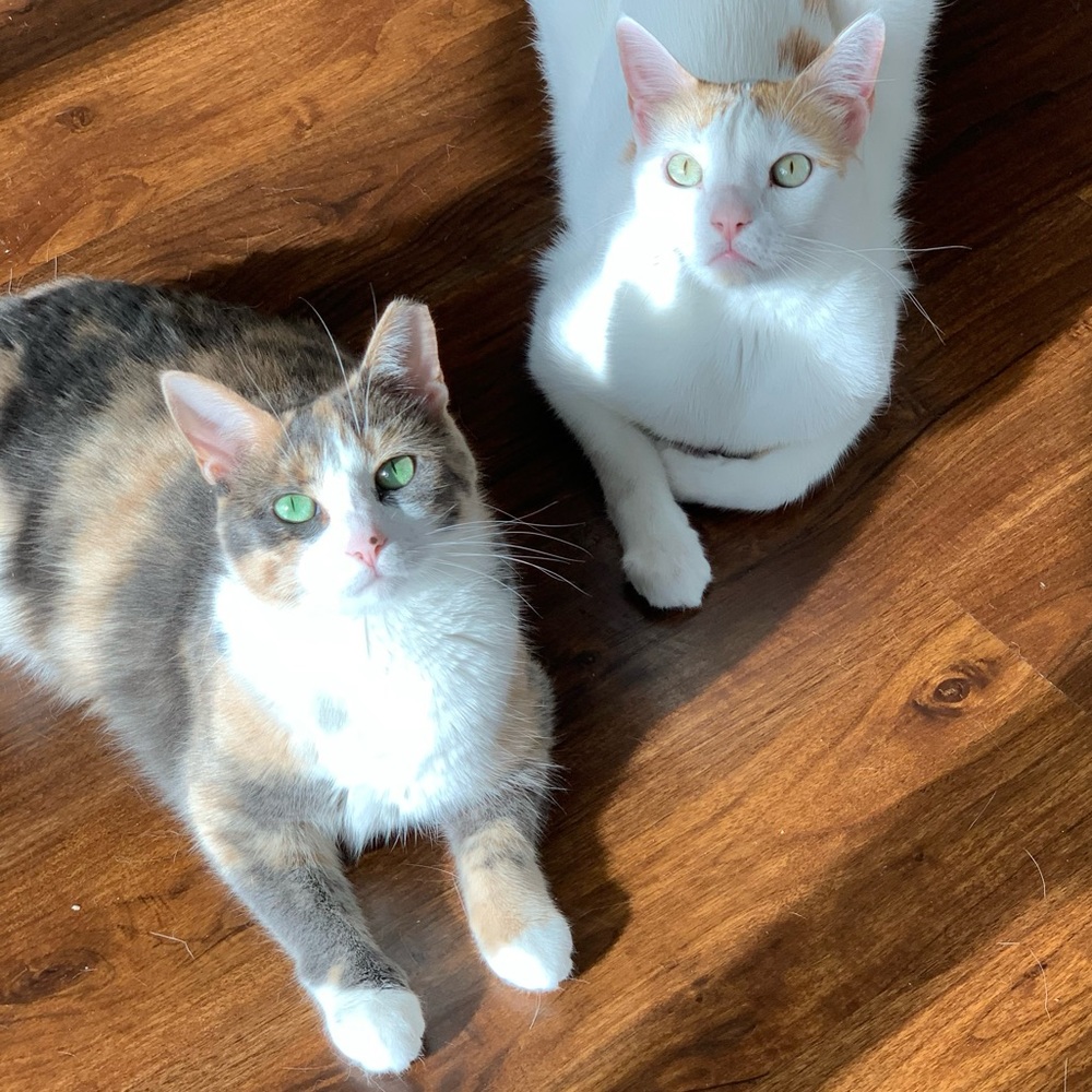 Lilly - Picture 2 of 10